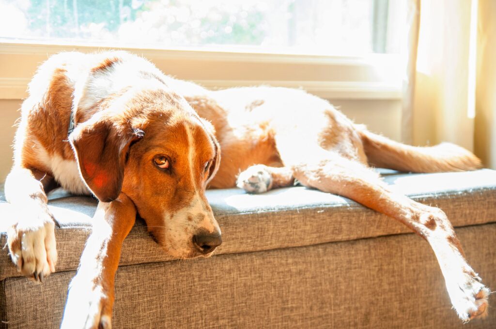 senior dog sleeping peacefully in sunny spot