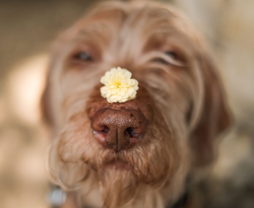 senior dog engaged in scent based mental enrichment