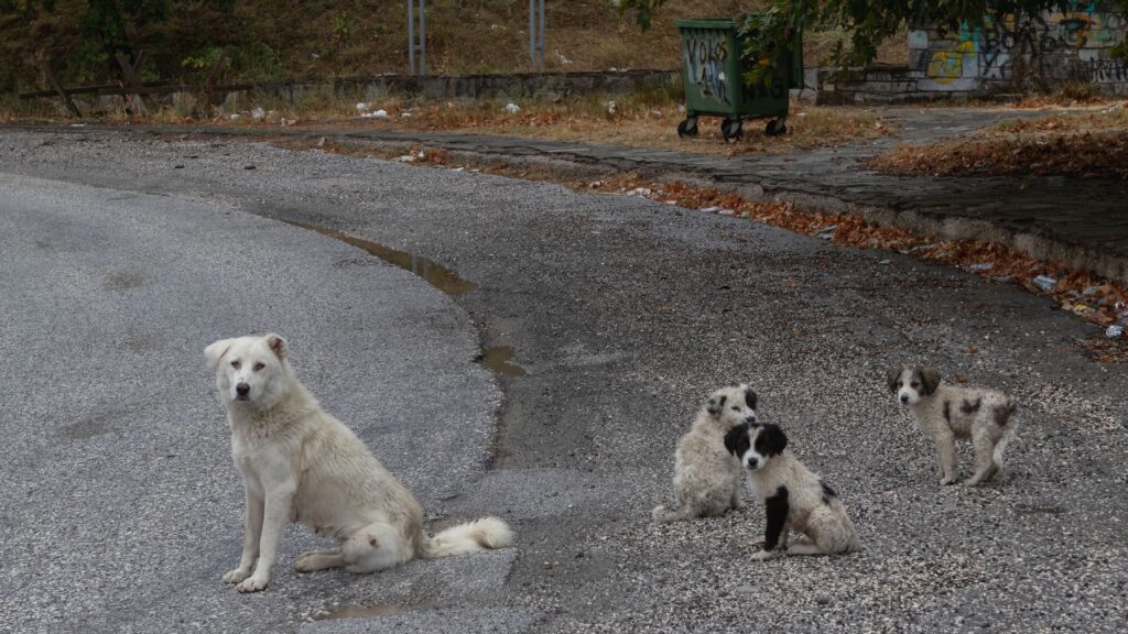 senior dog meeting new puppy for the first time