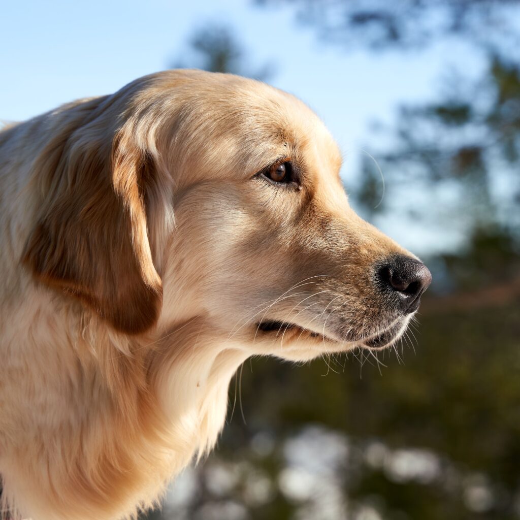 senior golden retriever cancer screening and joint care
