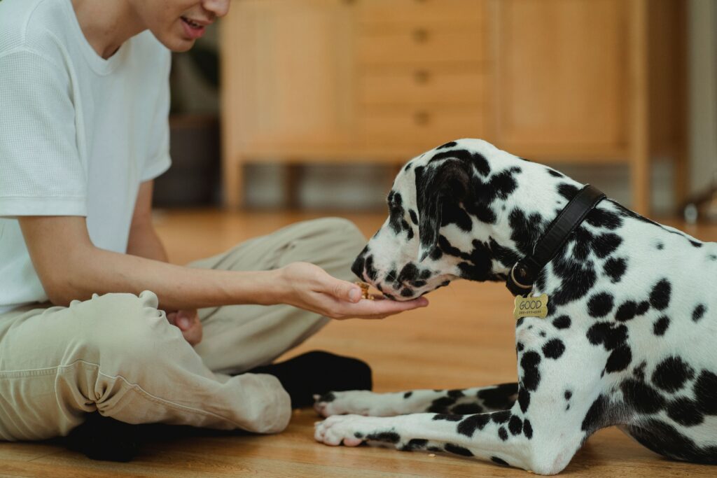 low calorie treats for overweight senior dog