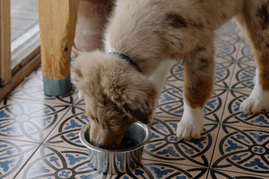 small senior dog eating breed specific food