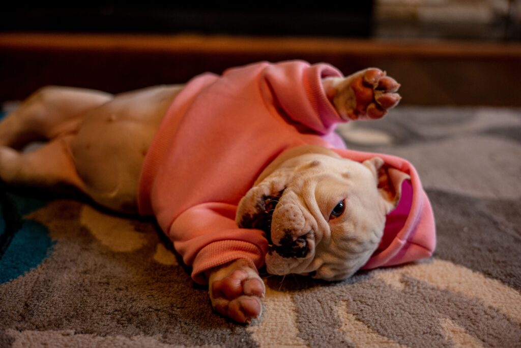 senior french bulldog managing breathing and spine health