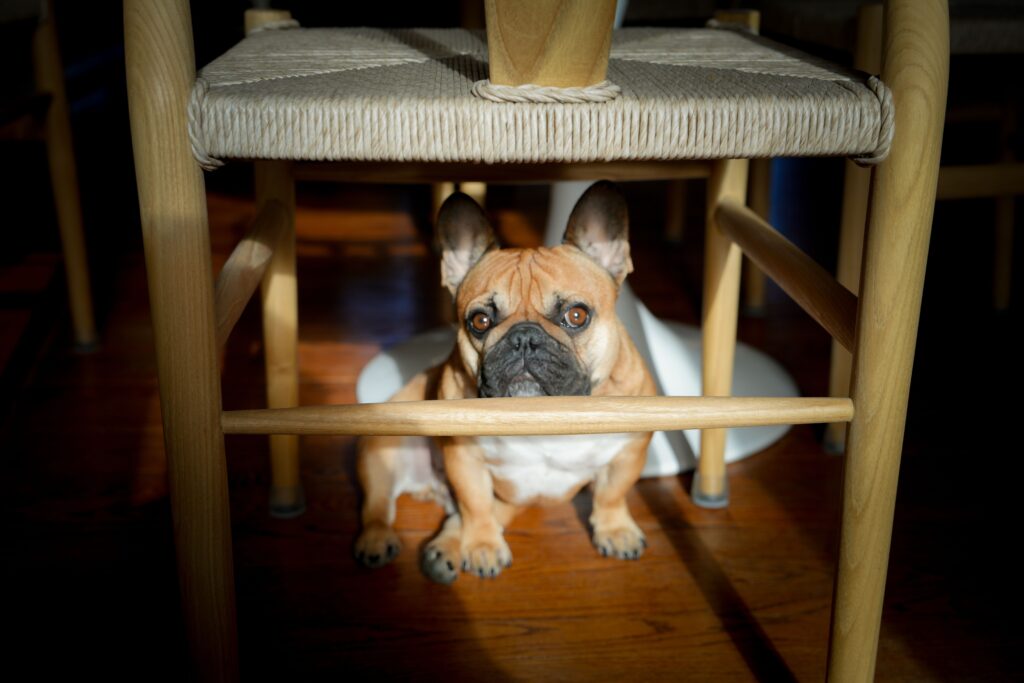senior dog safe in dog-proofed home