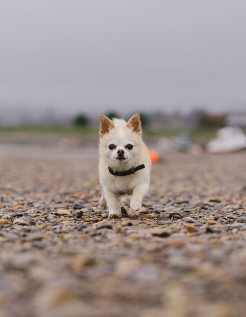 senior chihuahua dental and cardiac health