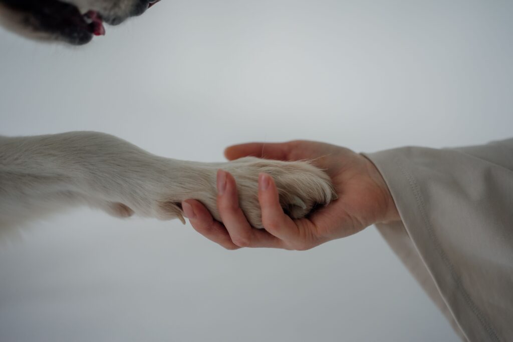 gently supporting senior dog weak back legs