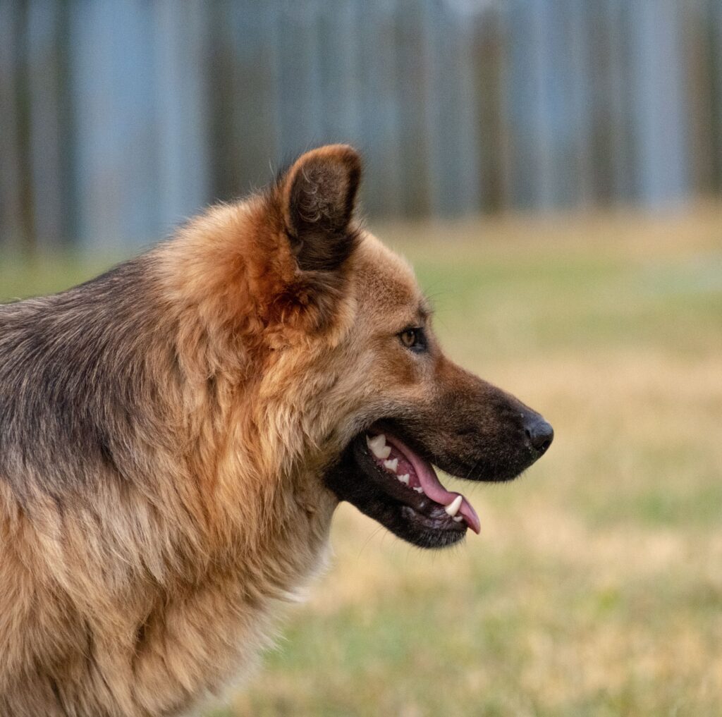 senior german shepherd managing hip dysplasia