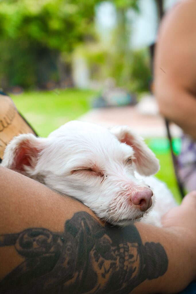 senior dog resting calmly heart health monitoring
