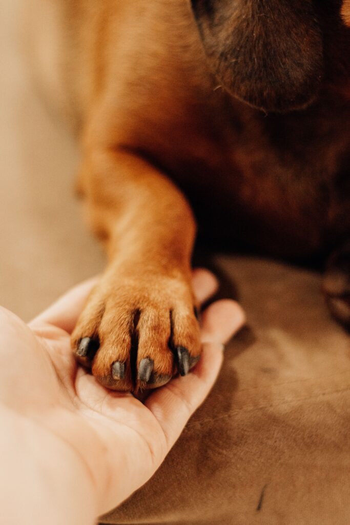 trimming senior dog nails at home
