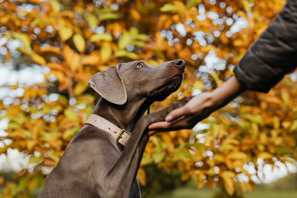 examining senior dog paw and leg for limping