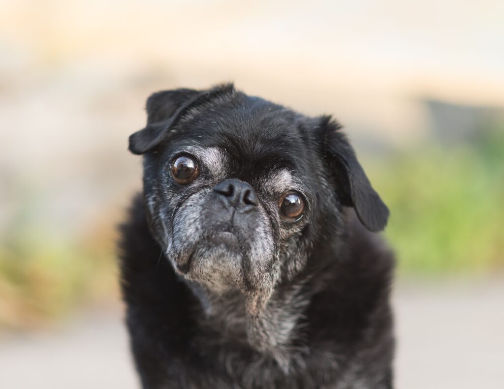 senior dog eye health cataract surgery recovery