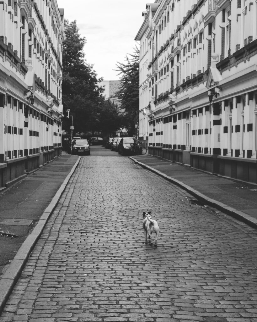 senior dog with arthritis walking slowly