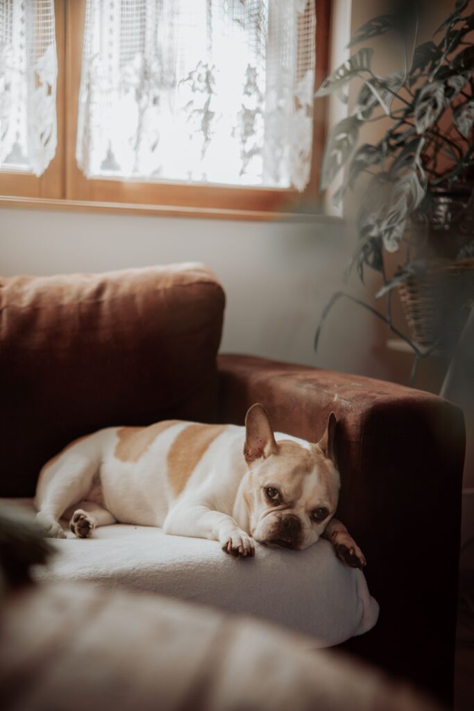 senior dog resting comfortably managing incontinence at home
