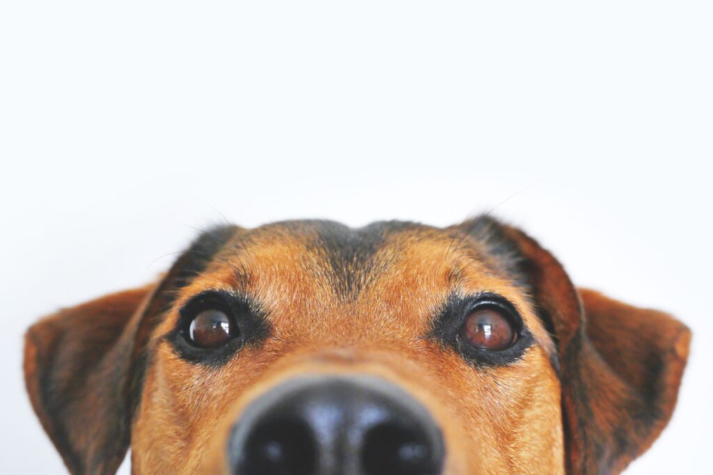 brushing senior dog teeth dental care