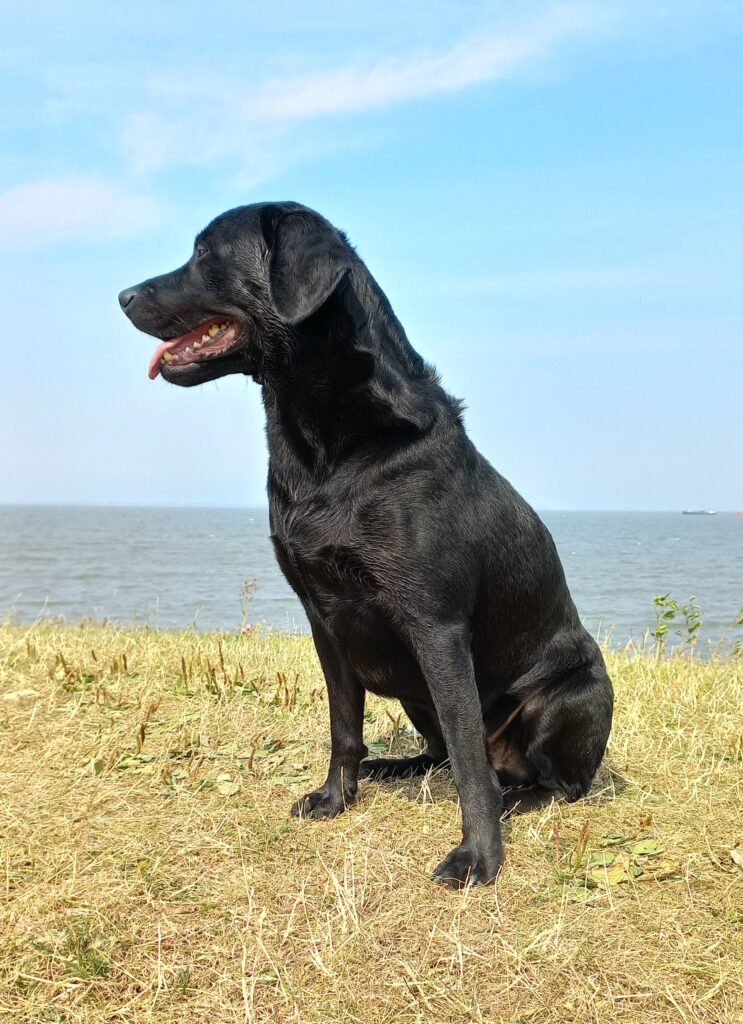 senior labrador retriever managing weight and joints
