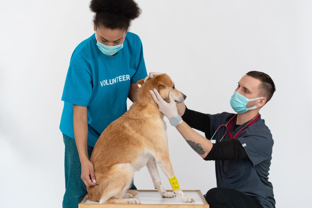 veterinarian discussing kidney disease diagnosis with senior dog