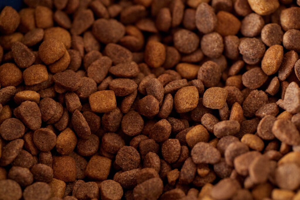 wet food versus dry food for senior dogs comparison
