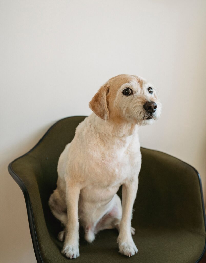 senior mixed breed dog general care