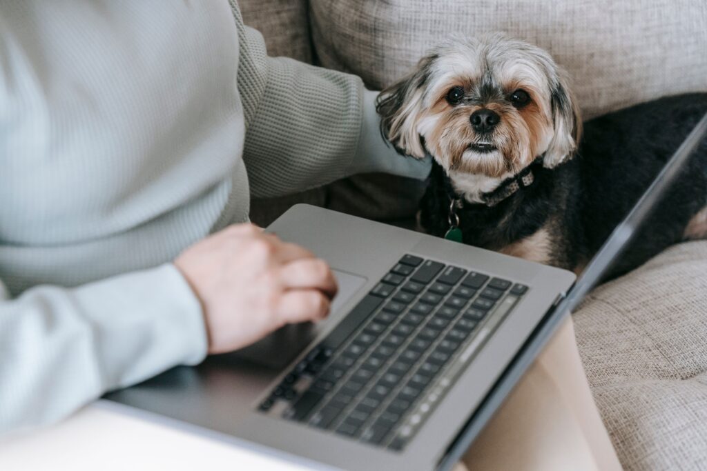 senior yorkshire terrier dental and heart care at home
