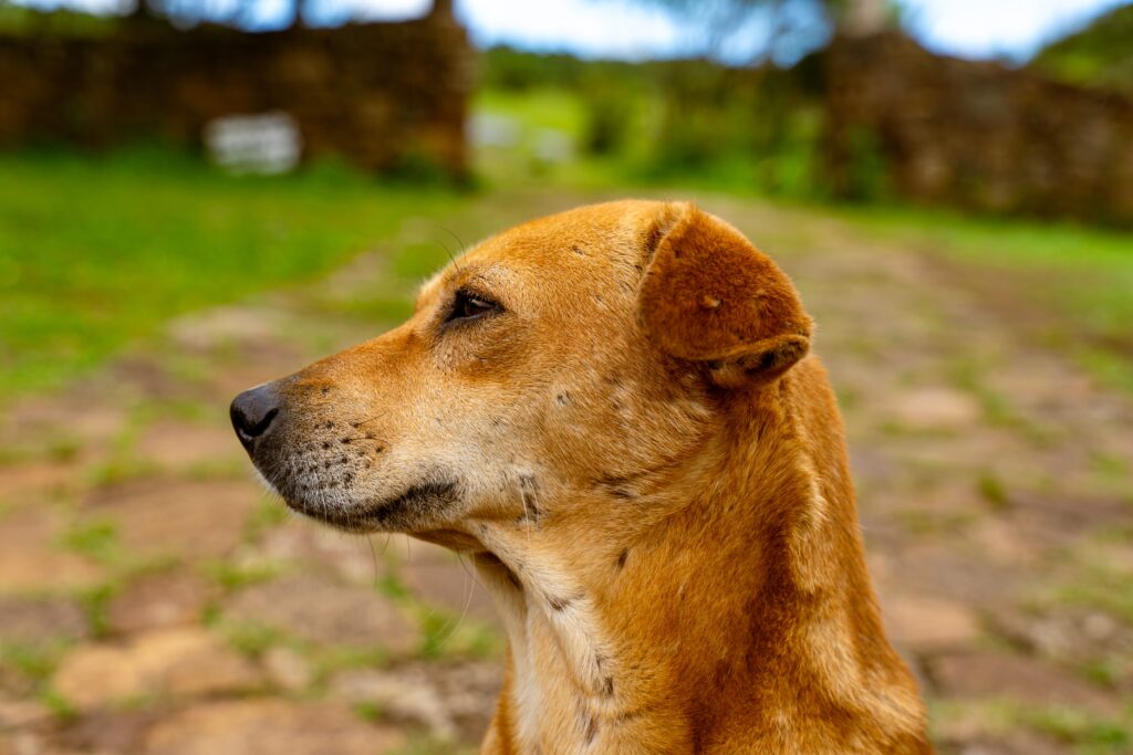 confused senior dog with canine cognitive dysfunction