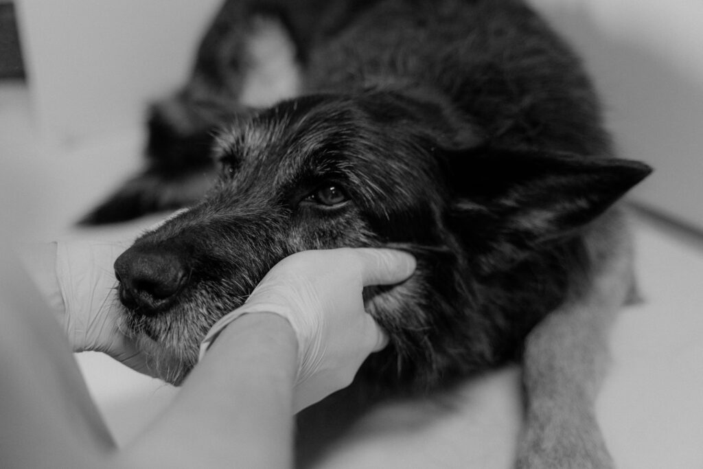 vet checking skin lump on senior dog
