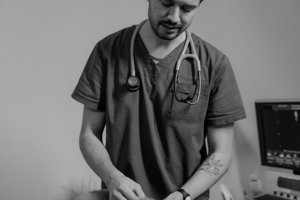 veterinarian with stethoscope performing senior dog checkup