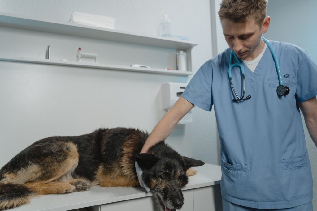 vet checking senior dog for lumps signs of cancer