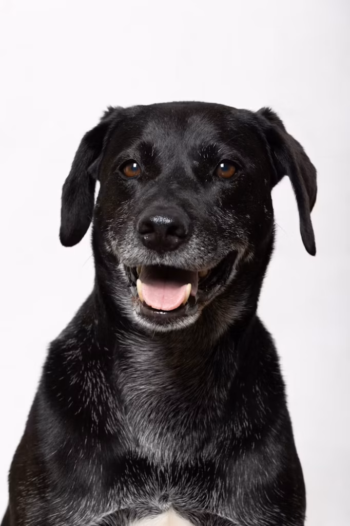 senior dog smiling showing healthy teeth dental chews